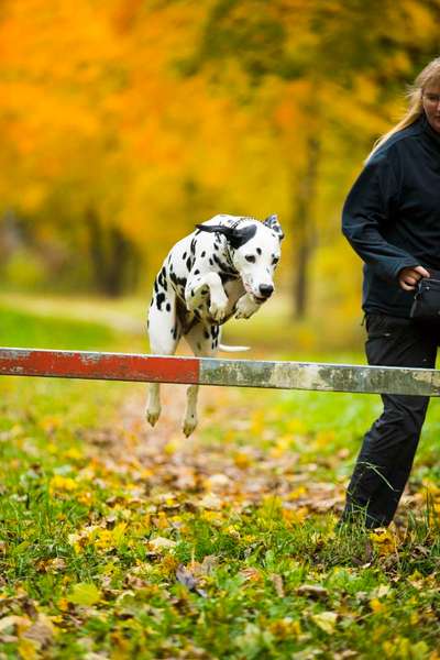 61. Handyfotochallenge - der springende Hund-Beitrag-Bild