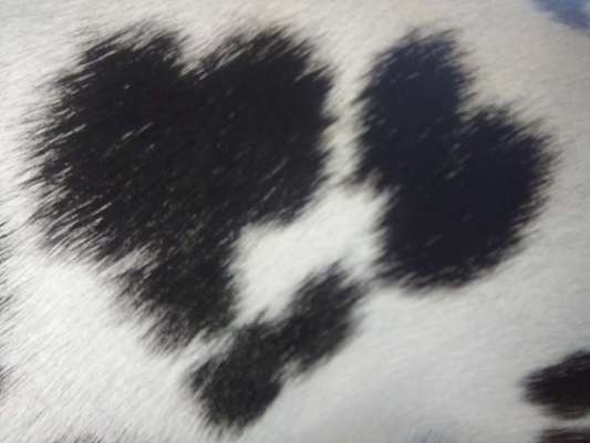 Dogorama Photo Challenge - Herzenshund-Beitrag-Bild