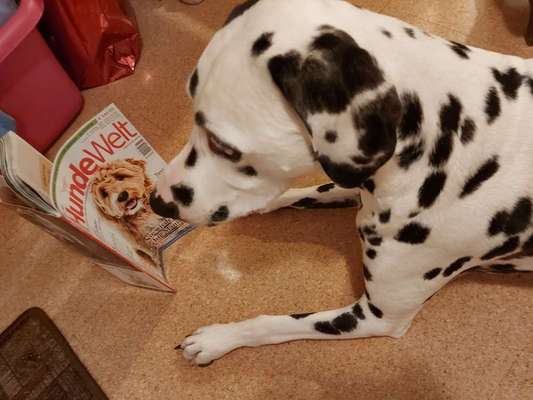 20. Collagen Challenge - "Lustige Schnappschüsse"-Beitrag-Bild