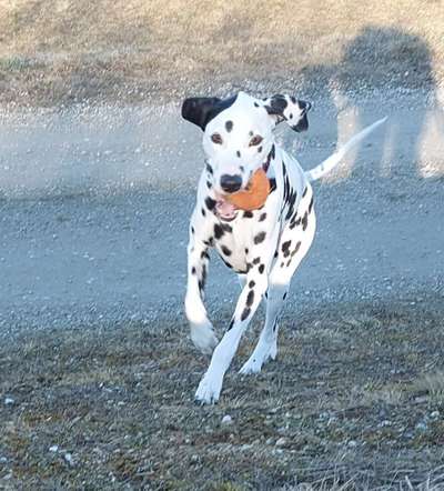 Fotosammlung: ,,Der natürliche Hund" Unbearbeitet, ungestellt und in Natura-Beitrag-Bild
