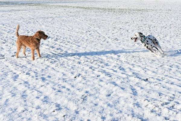 Fotochallenge - fremde Hunde-Beitrag-Bild