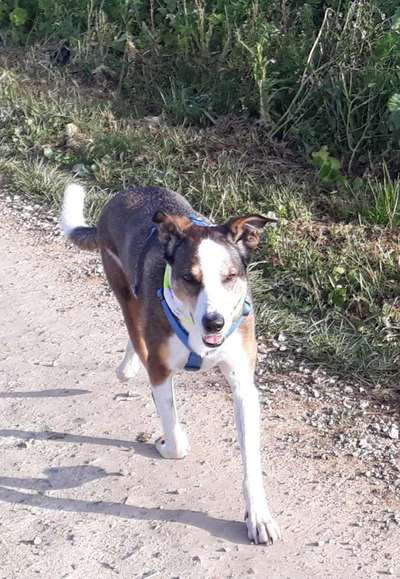 Fotosammlung: ,,Der natürliche Hund" Unbearbeitet, ungestellt und in Natura-Beitrag-Bild