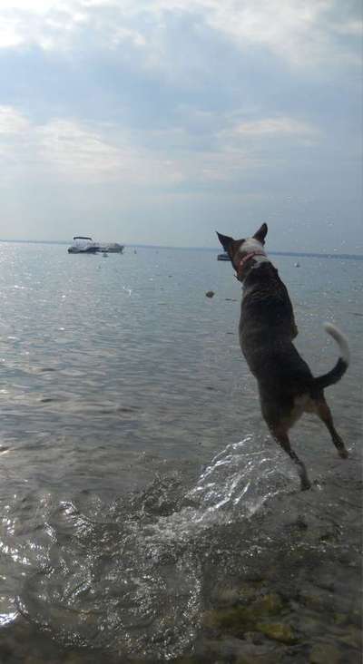 Fotosammlung: ,,Der natürliche Hund" Unbearbeitet, ungestellt und in Natura-Beitrag-Bild