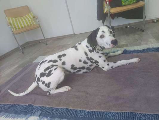 Dogorama Photo Challenge- genervter Blick-Beitrag-Bild