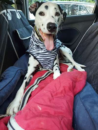 Temperaturprobleme bei großen schwarzen Hunden-Beitrag-Bild