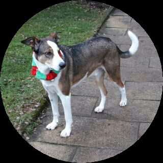 Mischlinge raten - Rätselspaß-Beitrag-Bild