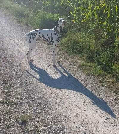 52. Collagenchallenge: Dein Hund im Sonnenschein-Beitrag-Bild