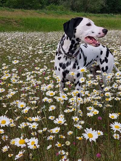 Hundebilder-Beitrag-Bild