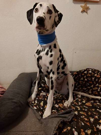 Hund als Blutspender-Beitrag-Bild