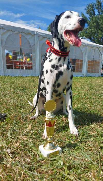Hunderennen für jeder Mann/ Hund-Beitrag-Bild