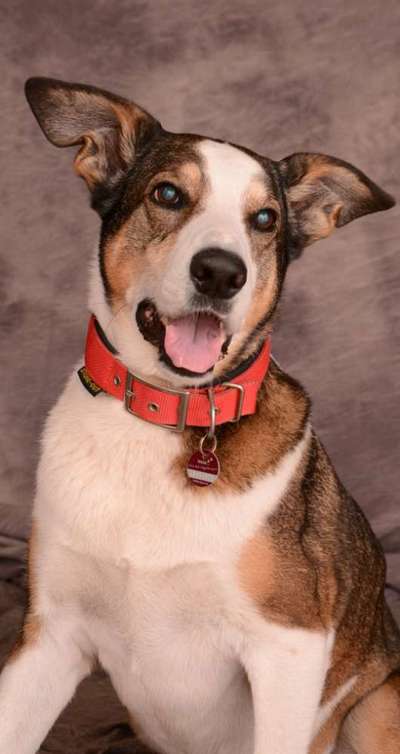 Unsere Fellnasen im Regenbogenland-Beitrag-Bild