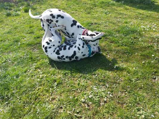 Fotosammlung: ,,Der natürliche Hund" Unbearbeitet, ungestellt und in Natura-Beitrag-Bild
