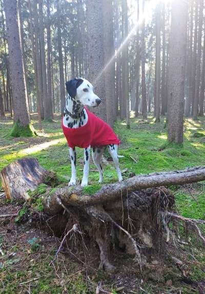 31. Collagen Challenge - Bänke/ Steine /Baumstümpfe-Beitrag-Bild