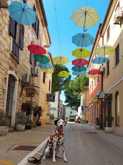 32. Collagen Challenge - eure liebsten gestellten Fotos-Beitrag-Bild