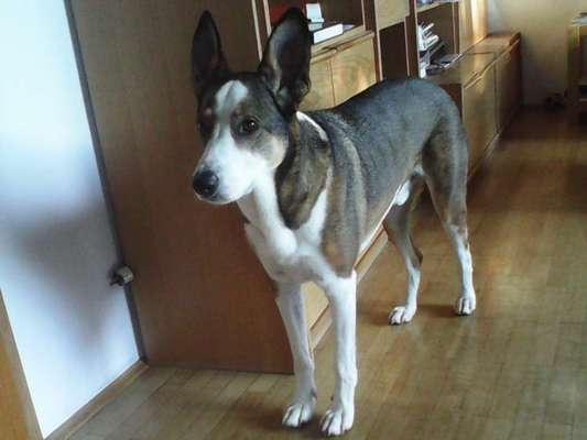 Unsere Fellnasen im Regenbogenland-Beitrag-Bild