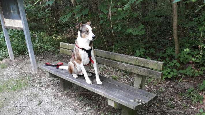 31. Collagen Challenge - Bänke/ Steine /Baumstümpfe-Beitrag-Bild