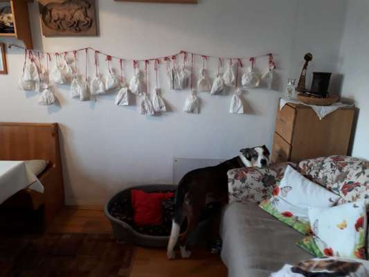 34. Collagen Challenge: "Crazy dogs"-Beitrag-Bild