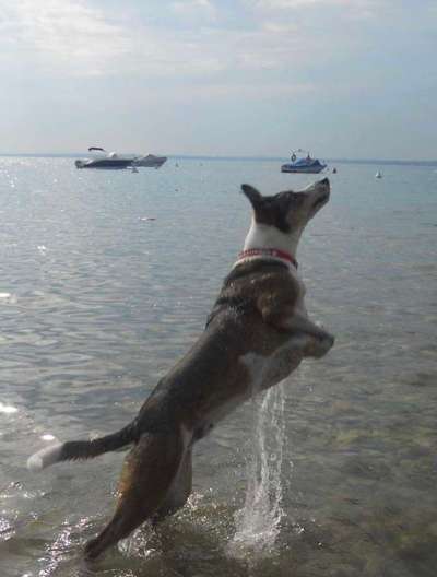 Fotosammlung: ,,Der natürliche Hund" Unbearbeitet, ungestellt und in Natura-Beitrag-Bild