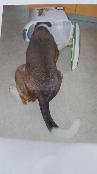 Dogorama Photo Challenge- Der Nase nach-Beitrag-Bild