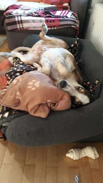 Hands,äh Pfoten up in the Air-Beitrag-Bild