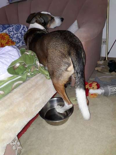 34. Collagen Challenge: "Crazy dogs"-Beitrag-Bild