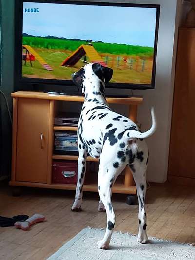 lustige Hunde Fotos-Beitrag-Bild