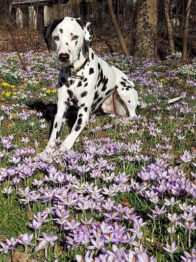 Dogorama Photo Challenge - die ersten Frühjahrsblumen-Beitrag-Bild