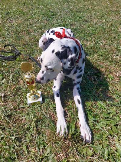 Hundesport?-Beitrag-Bild