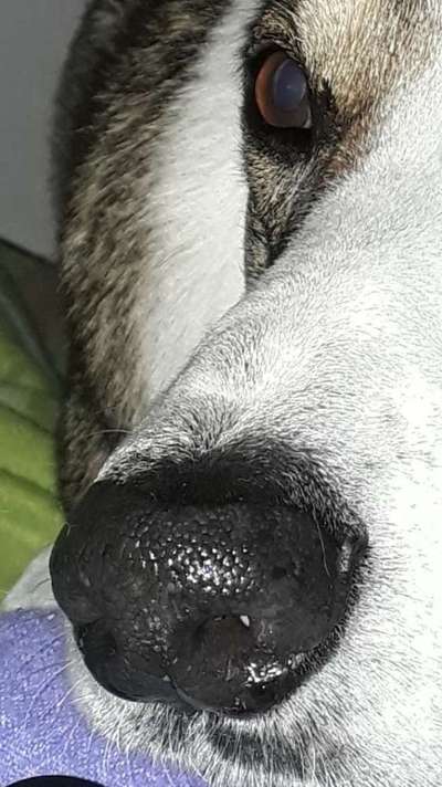 42. Handy Fotochallenge - Den richtigen Riecher haben-Beitrag-Bild