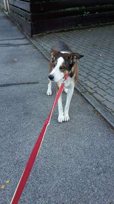 Dogorama Photo Challenge - an der Leine-Beitrag-Bild