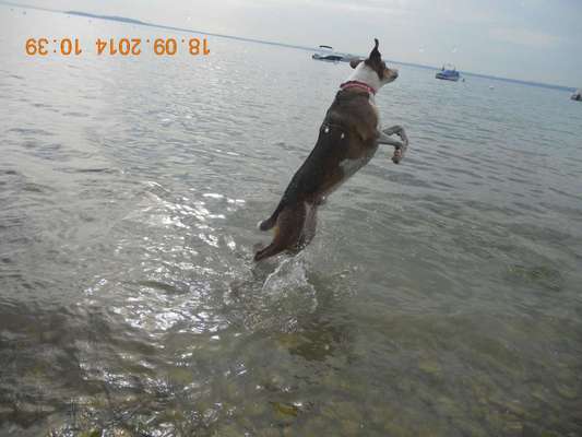 Fotosammlung: ,,Der natürliche Hund" Unbearbeitet, ungestellt und in Natura-Beitrag-Bild