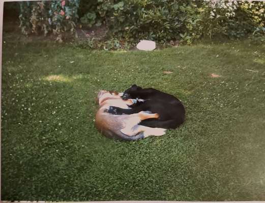 Die schönsten Hundekuschelbilder-Beitrag-Bild