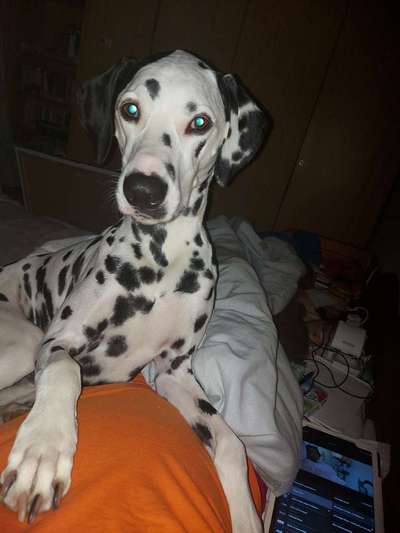 Dogorama Photo Challenge - Herzenshund-Beitrag-Bild