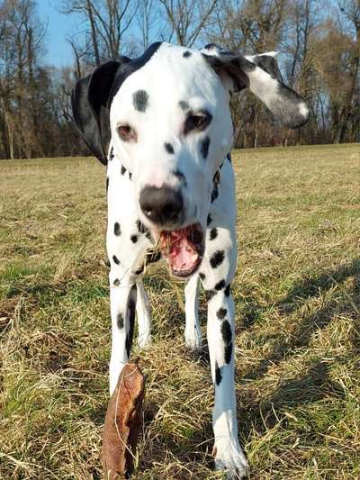 Fotosammlung: ,,Der natürliche Hund" Unbearbeitet, ungestellt und in Natura-Beitrag-Bild