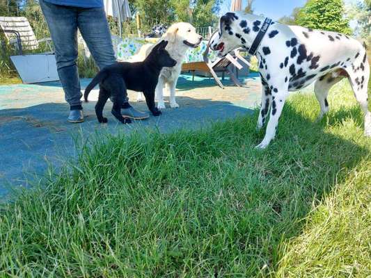 Fotochallenge - fremde Hunde-Beitrag-Bild