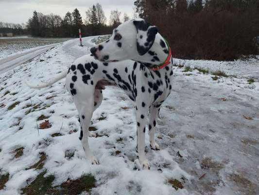 24. Collage-Challenge  *Hund im Schnee*-Beitrag-Bild