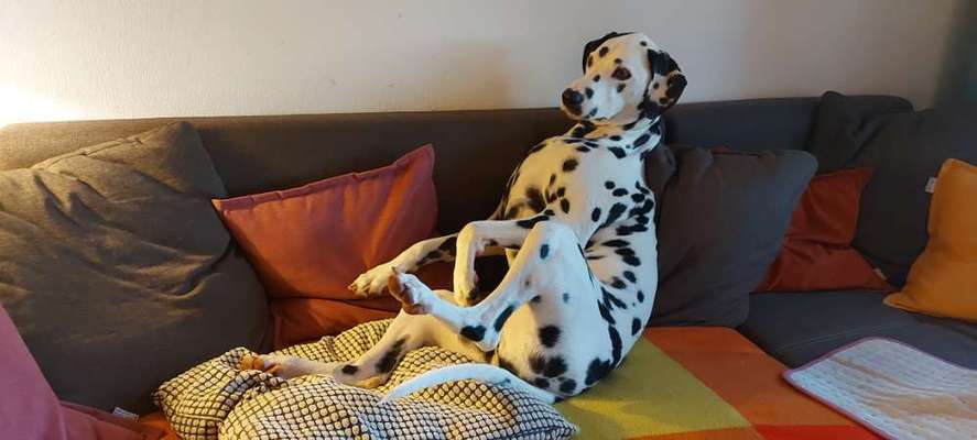 34. Collagen Challenge: "Crazy dogs"-Beitrag-Bild