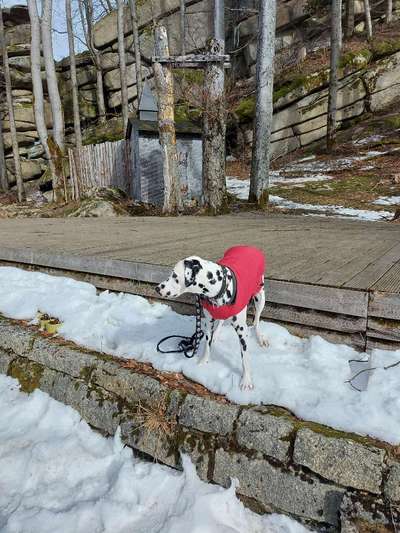 24. Collage-Challenge  *Hund im Schnee*-Beitrag-Bild