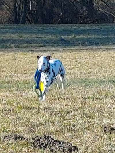 Fotosammlung: ,,Der natürliche Hund" Unbearbeitet, ungestellt und in Natura-Beitrag-Bild