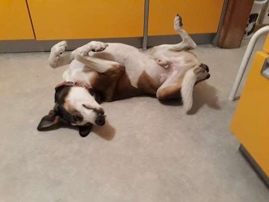 Dogorama Photo Challenge - Zeigt her eure Bäuche-Beitrag-Bild