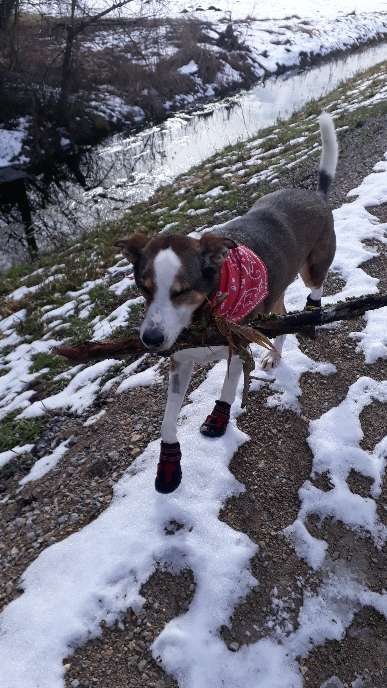 Vom Welpen zum Hund-Beitrag-Bild