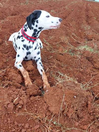 11. Farben Foto Challenge Rot-Beitrag-Bild