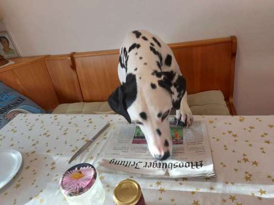 31. Handy - Fotochallenge
Vierbeiner mit am Tisch-Beitrag-Bild