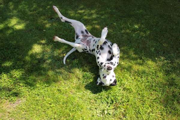 Dogorama Photo Challenge - Zeigt her eure Bäuche-Beitrag-Bild