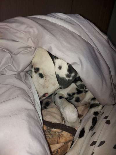 20. Collagen Challenge - "Lustige Schnappschüsse"-Beitrag-Bild