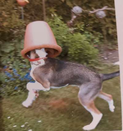 Lustigsten Bilder-Beitrag-Bild