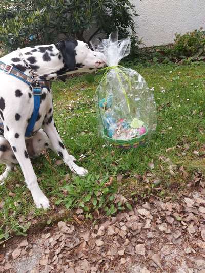 Dogorama Photo Challenge - Ostereiersuche-Beitrag-Bild
