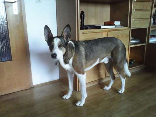 Schäferhund-Beitrag-Bild