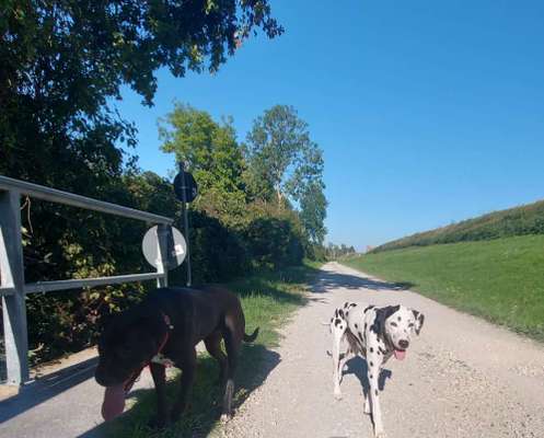 52. Collagenchallenge: Dein Hund im Sonnenschein-Beitrag-Bild