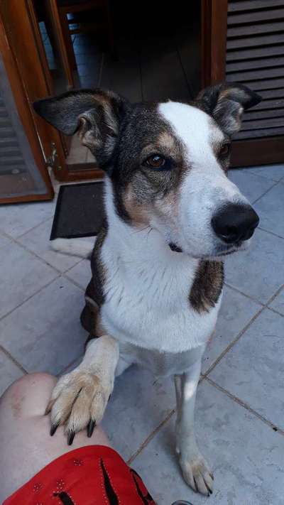 Schäferhund-Beitrag-Bild